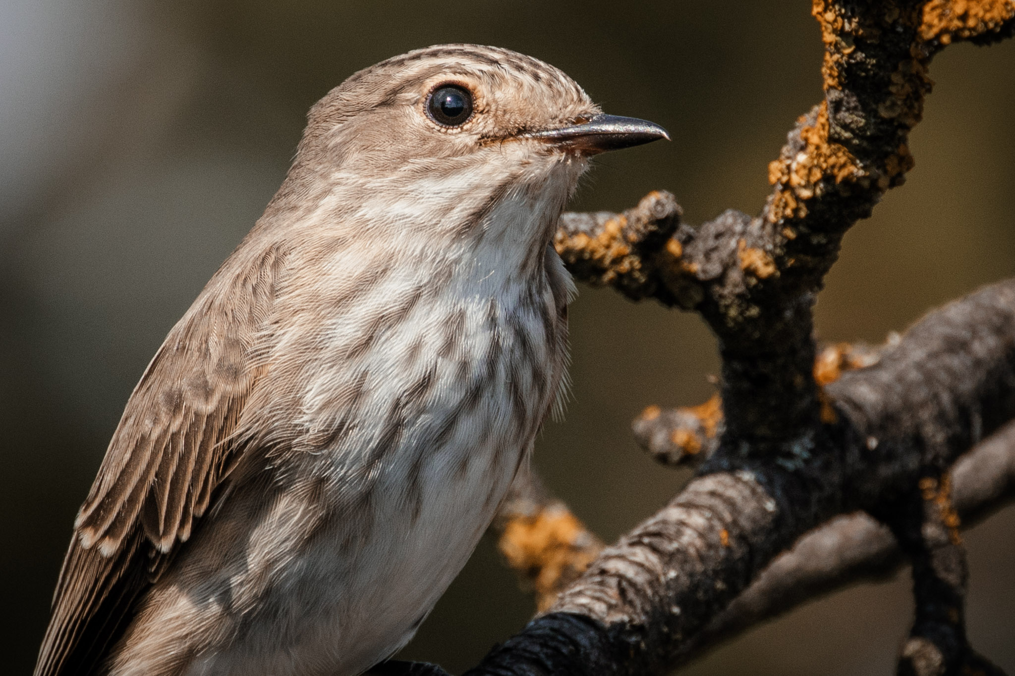 Vögel fotografieren Tipps und Tricks zur Vogelfotografie