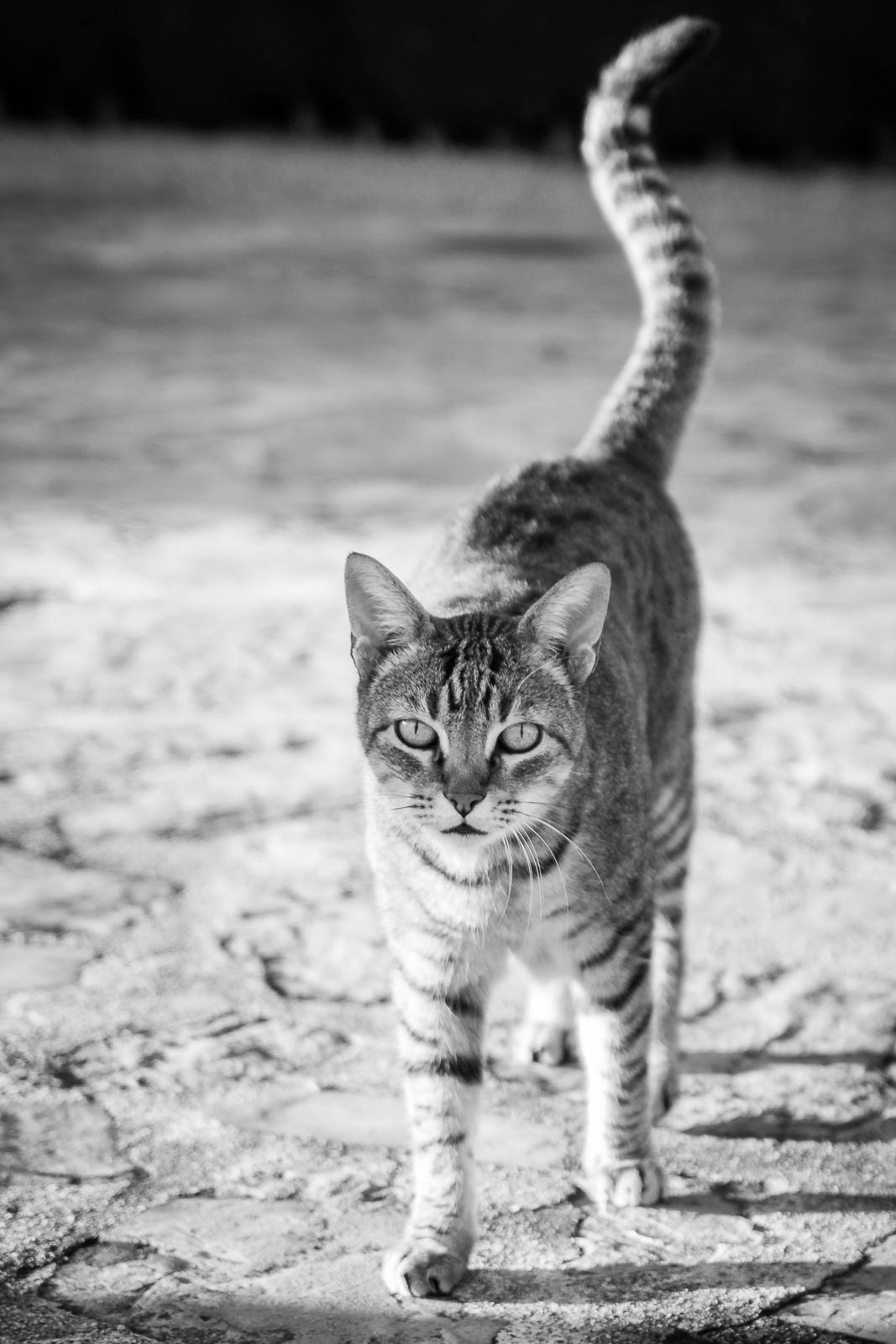 Objektiv f&uuml;r die Tierfotografie
