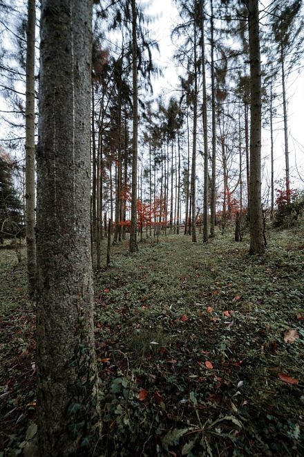 14mm_f2.8_af_samyang_december-3