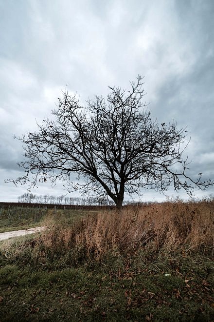 Samyang 14mm 2.8 AF Test 4