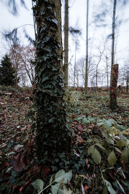 Samyang 14mm 2.8 AF Test 6