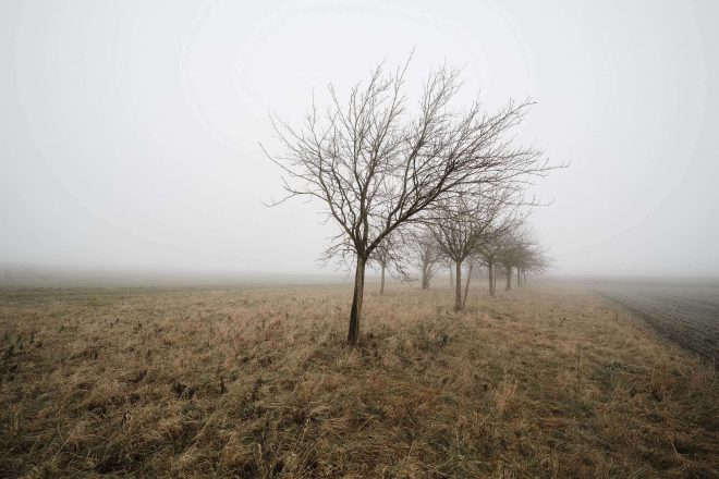 fog-af-samyang-14mm-ef-11