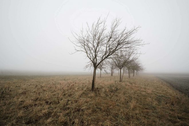 fog-af-samyang-14mm-ef-16