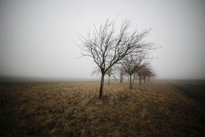 fog-af-samyang-14mm-ef-2-8