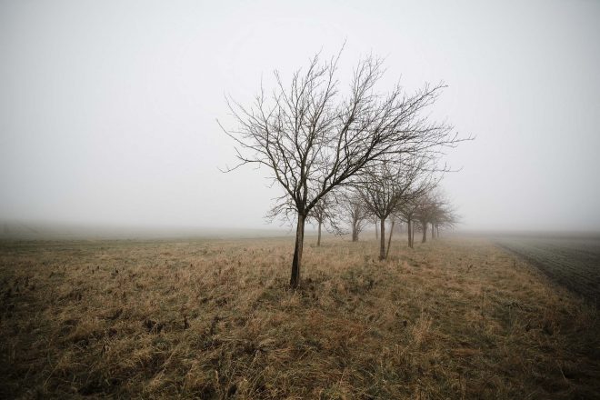 fog-af-samyang-14mm-ef-4