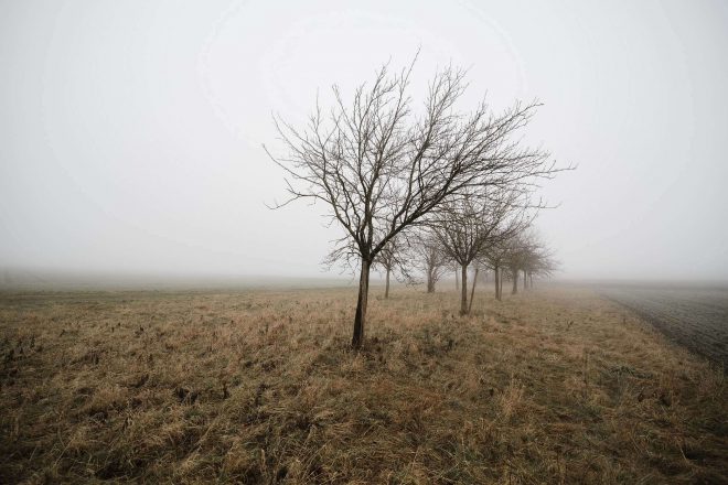 fog-af-samyang-14mm-ef-5-6