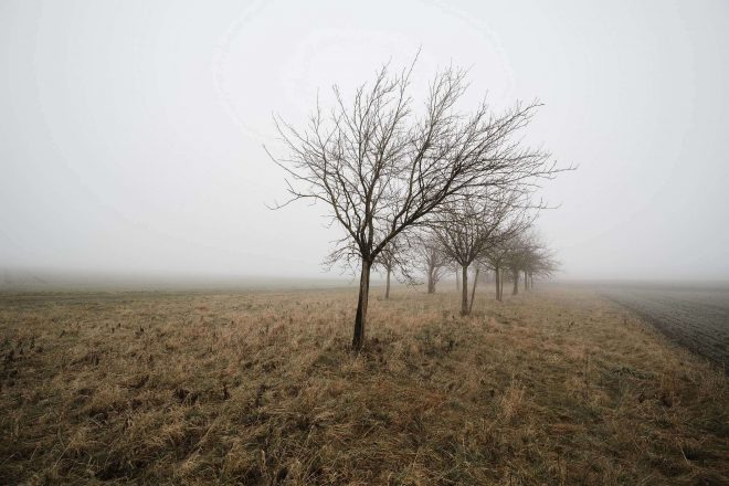 fog-af-samyang-14mm-ef-8
