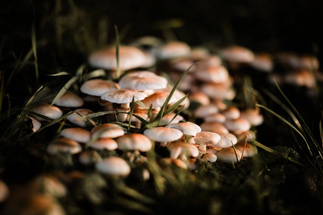 Herbst fotografieren: 10 Ideen für stimmungsvolle Herbstfotos 9