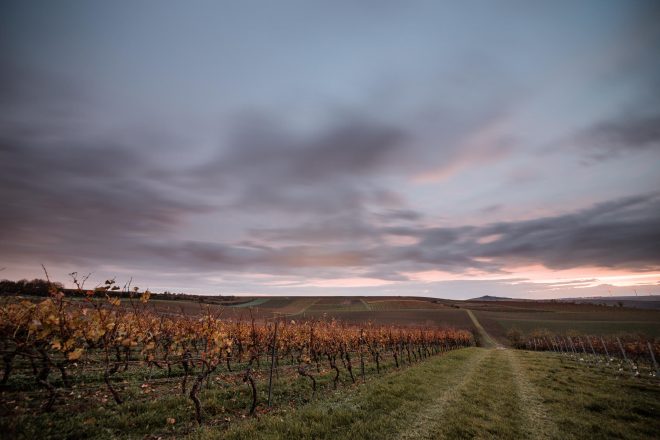 Samyang AF 2,8/14 mm EF, Weinberge Land , 6D Mark I, Blende 5