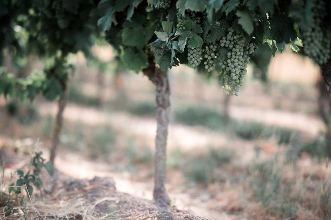 Review: Samyang AF 85mm 1.4 EF f&uuml;r Canon 24