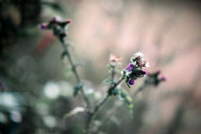 Review: Samyang AF 85mm 1.4 EF f&uuml;r Canon 21