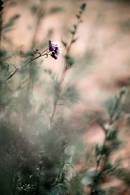 Review: Samyang AF 85mm 1.4 EF f&uuml;r Canon 22