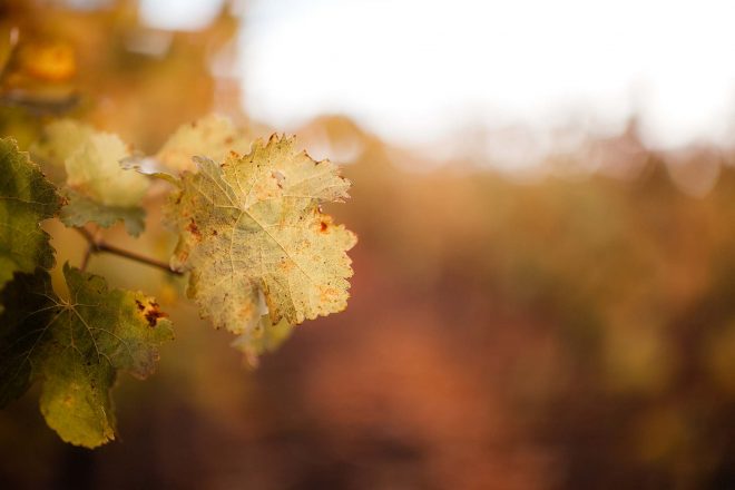 Herbst fotografieren: 10 Ideen für stimmungsvolle Herbstfotos 15