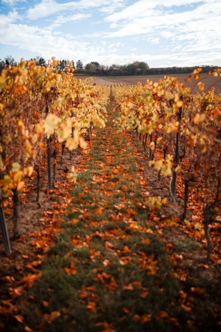 Herbst fotografieren: 10 Ideen für stimmungsvolle Herbstfotos 14