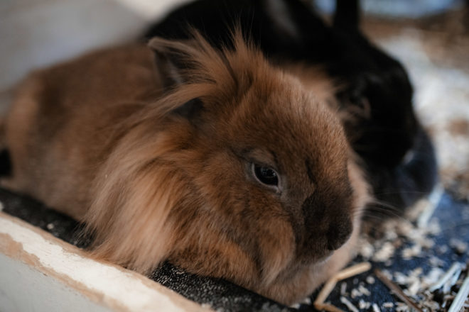 Autofokus Meike RF-EF-Adapter