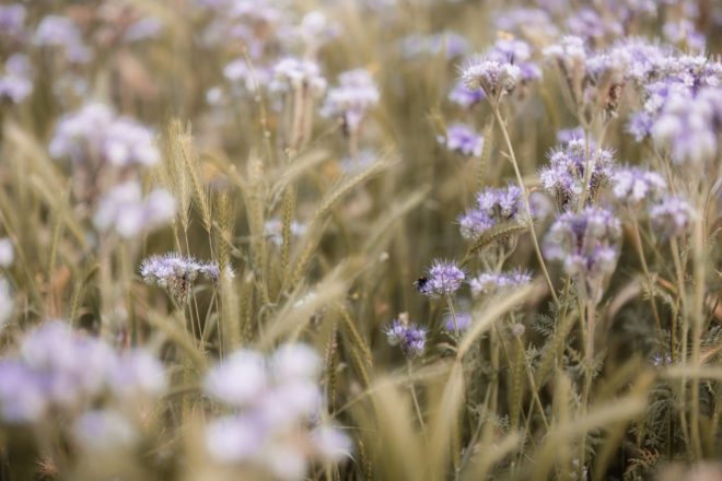 Sigma 105mm 1.4 Art Test - Ein Review / Testbericht nach drei Jahren Nutzung 13