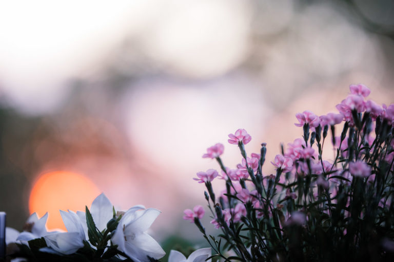 Frühling fotografieren: Tipps und Tricks für eindrucksvolle Aufnahmen