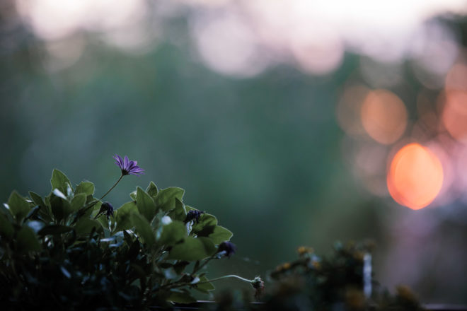 Sigma 105mm 1.4 Art Test - Ein Review / Testbericht nach drei Jahren Nutzung 12