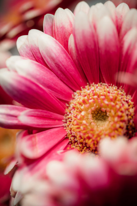 Canon RF 85mm 2.0 IS STM Test: Review / Testbericht f&uuml;r Canons RF Einsteiger Portraitobjektiv 4