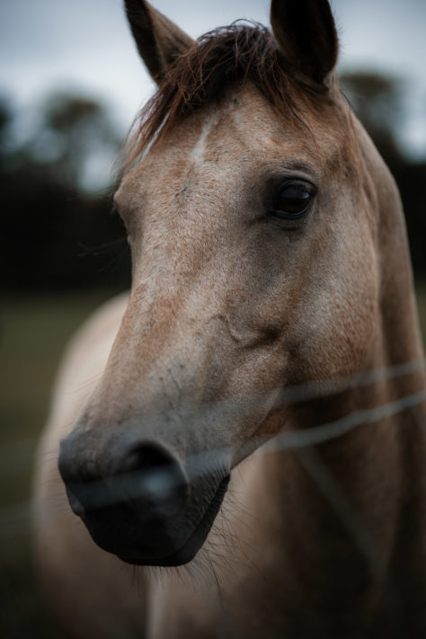 85mm Objektiv -beste Modelle, Einsatzgebiete, Pro & Contra leichter Teleobjektive 15