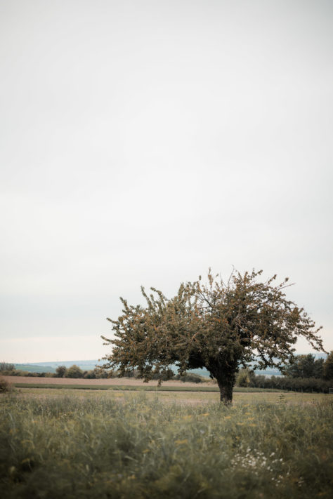 85mm Objektiv -beste Modelle, Einsatzgebiete, Pro & Contra leichter Teleobjektive 13
