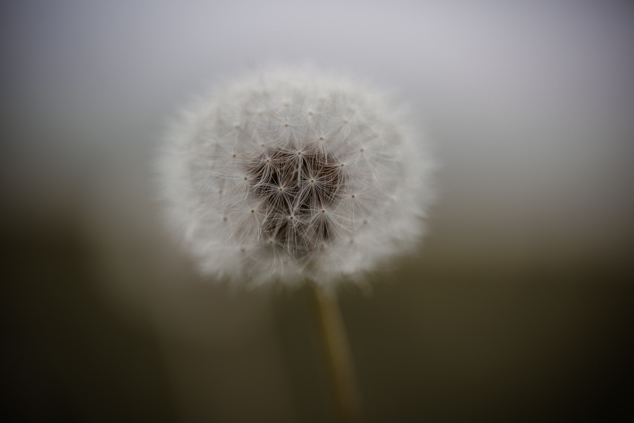 Makrofotografie Tipps - Anleitung für Einsteiger - canon rf 85mm f2 test 7