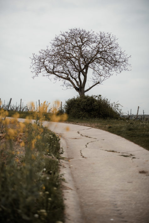 Canon RF 50mm 1.2 L USM Test: Review / Testbericht mit Beispielfotos 8