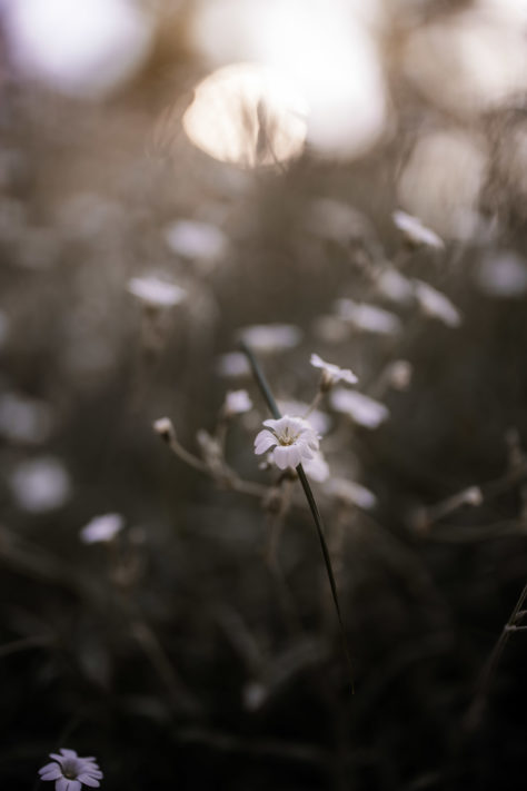 Canon RF 50mm 1.2 L USM Test: Review / Testbericht mit Beispielfotos 47