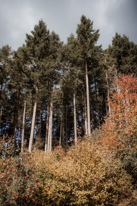 Canon EOS R10 Test - Review, Testbericht, Erfahrungen & Testbilder 20