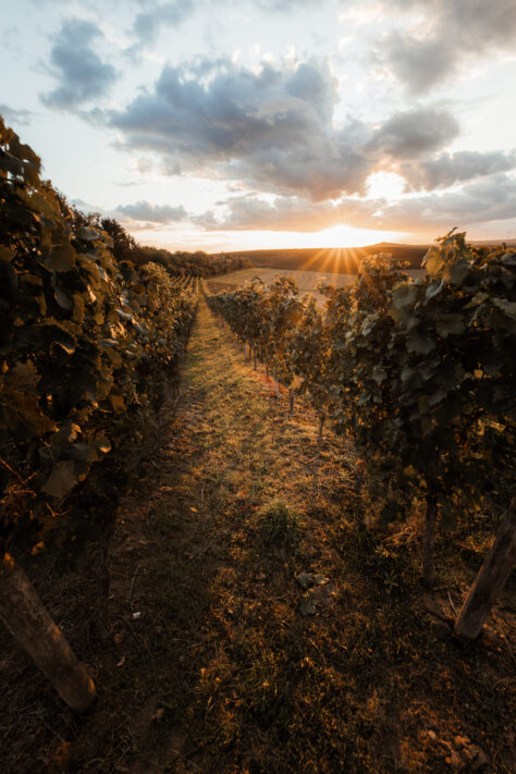 Sigma 14mm 1.8 Art Test - Review & Testbericht 17