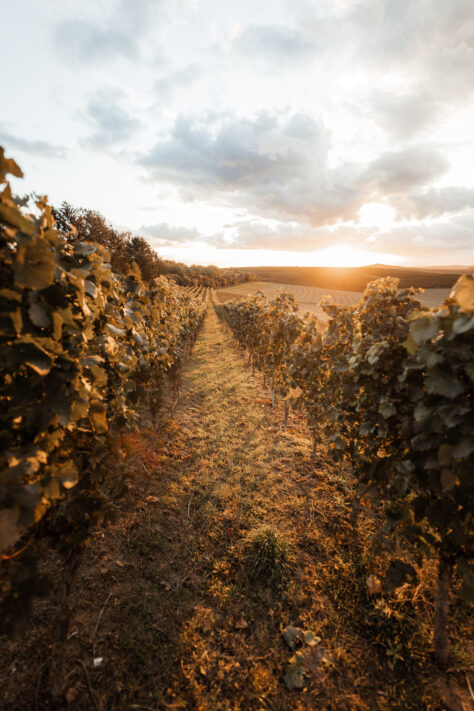 Sigma 14mm 1.8 Art Test - Review & Testbericht 16