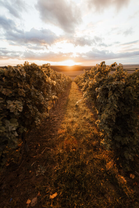 Sigma 14mm 1.8 Art Test - Review & Testbericht 11