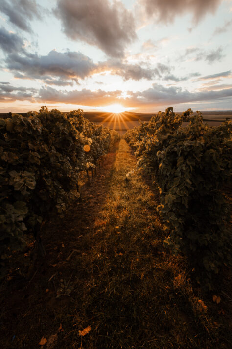 Sigma 14mm 1.8 Art Test - Review & Testbericht 12