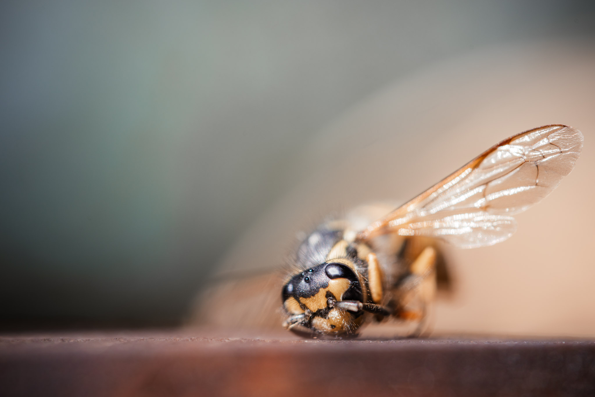 Makrofotografie Tipps zur Perspektive 