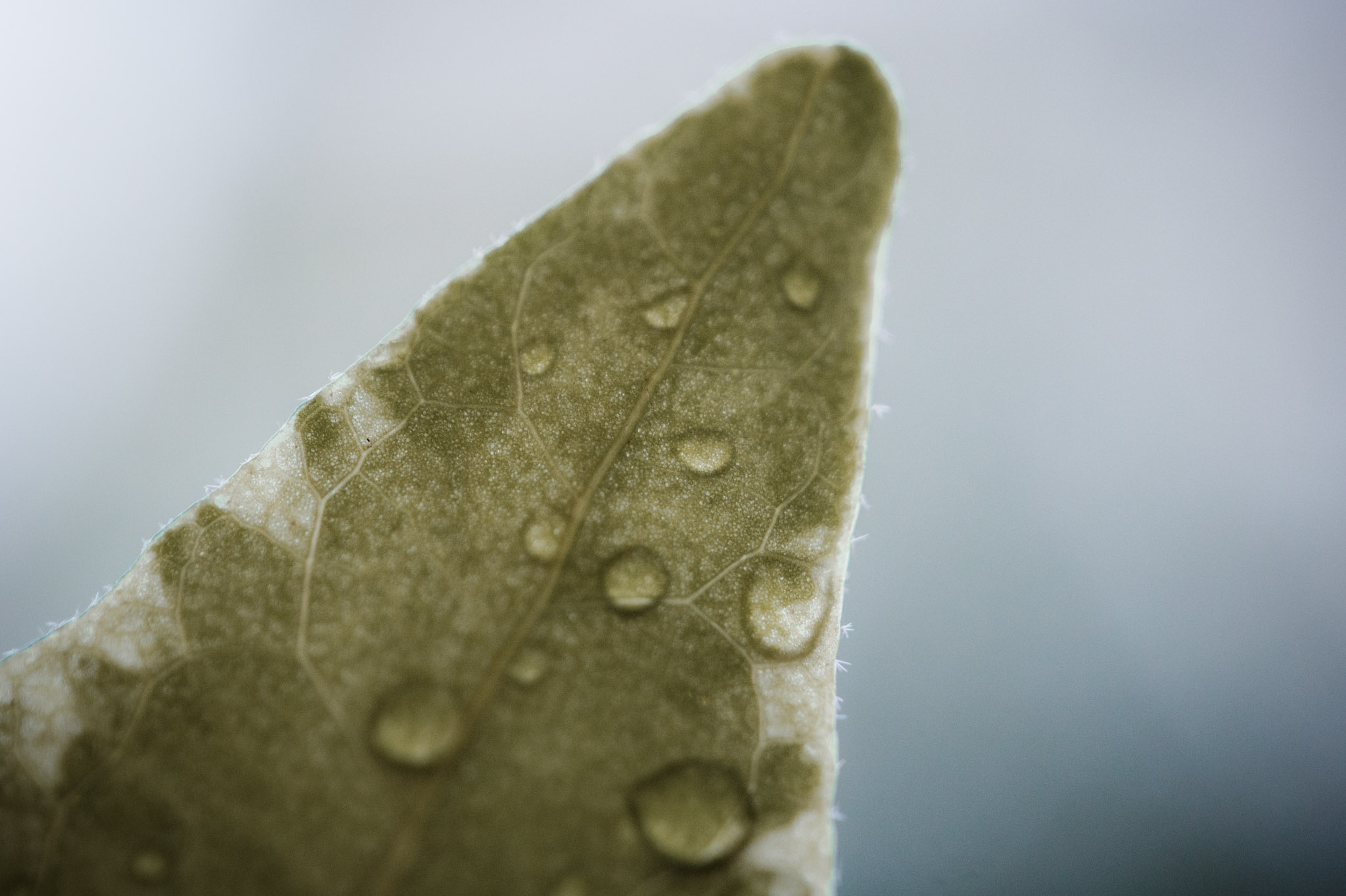 Makrofotografie Tipps - Anleitung für Einsteiger - canon rf 100mm 28 l macro test 2