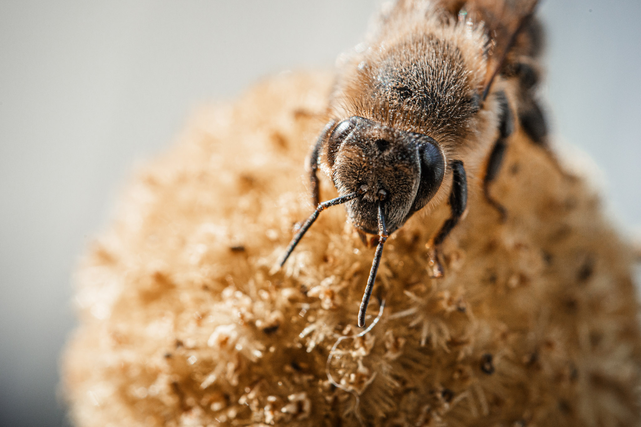 Makrofotografie Tipps - Anleitung für Einsteiger - canon rf 100mm 28 l macro test 20