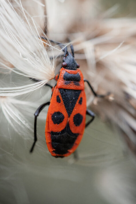 Canon RF 100mm 2.8 L IS USM Macro Test 40