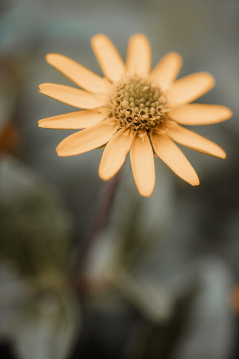 Canon RF 100mm 2.8 L IS USM Macro Test 24