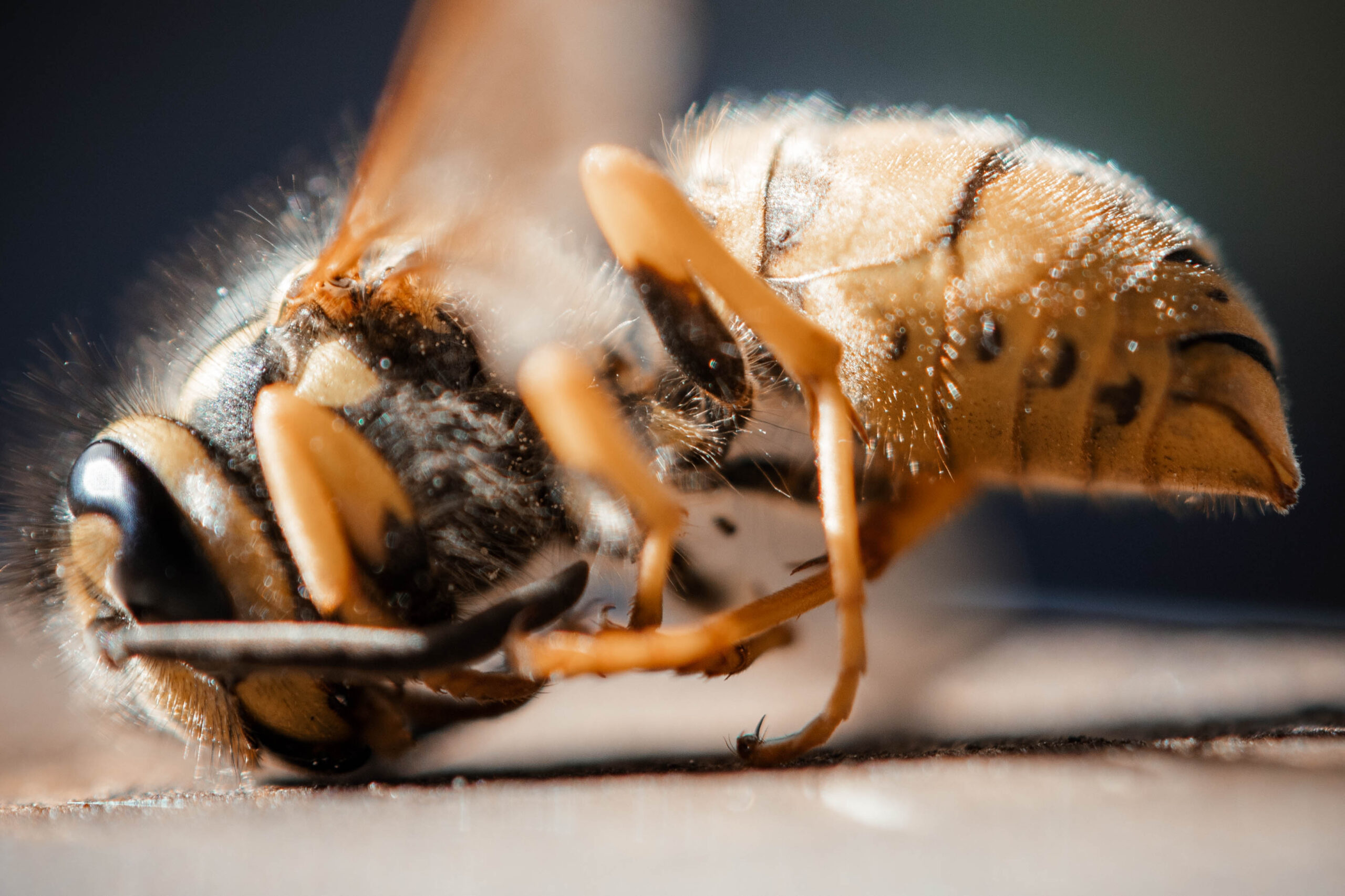 Makrofotografie Tipps - Anleitung für Einsteiger - canon rf 100mm makro schaerfe 1 scaled