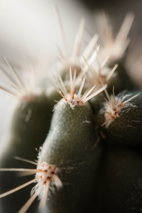 Canon RF 100mm 2.8 L IS USM Macro Test 6