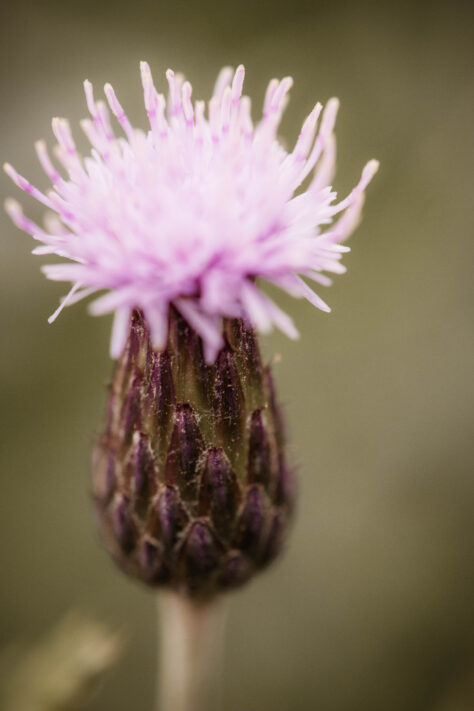 Canon RF 100mm 2.8 L IS USM Macro Test 11