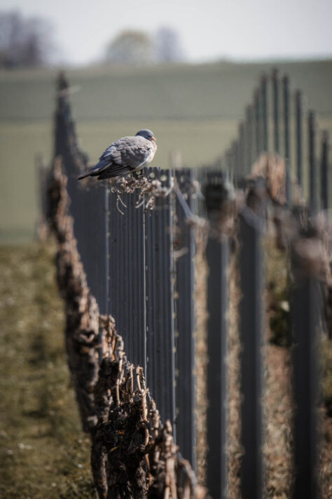 Canon EOS R7 Test: Erfahrungsbericht 34