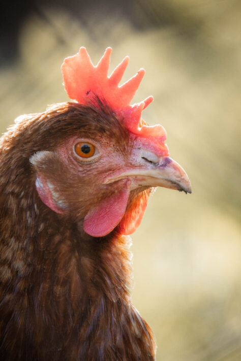 Canon RF 600mm F11 IS STM Test: Review / Testbericht f&uuml;r Canons kleines RF Einsteiger Superteleobjektiv 22