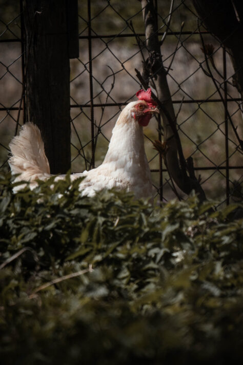 Canon RF 600mm F11 IS STM Test: Review / Testbericht f&uuml;r Canons kleines RF Einsteiger Superteleobjektiv 37