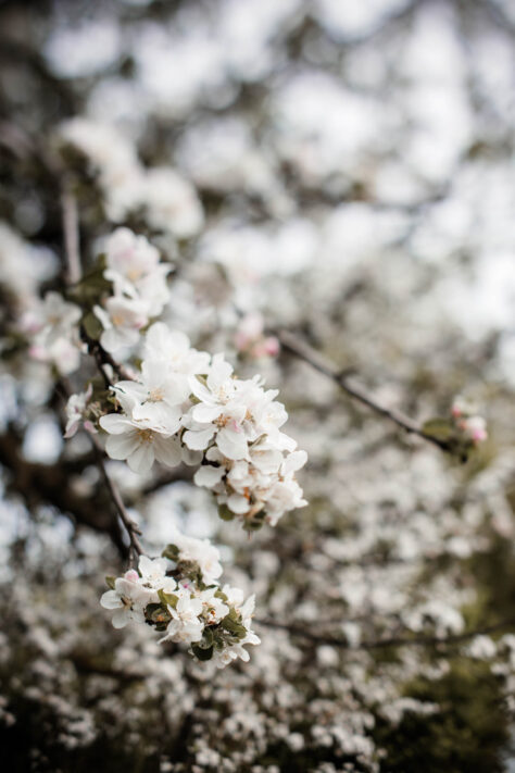 TTArtisan 50mm 1.4 Tilt Test - Review und Erfahrungsbericht 21