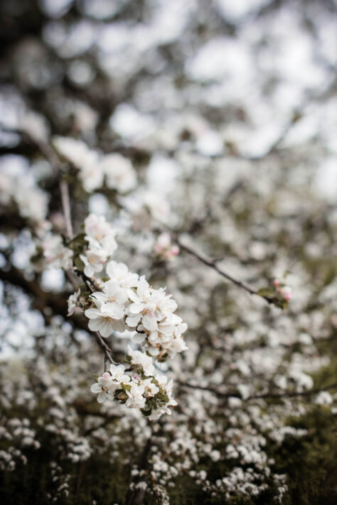 TTArtisan 50mm 1.4 Tilt Test - Review und Erfahrungsbericht 22