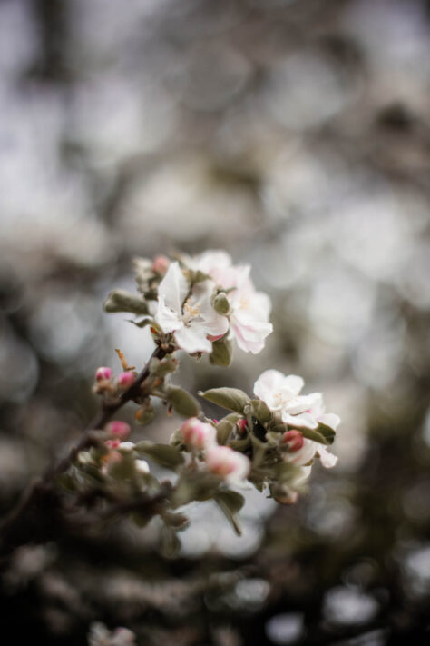 TTArtisan 50mm 1.4 Tilt Test - Review und Erfahrungsbericht 25