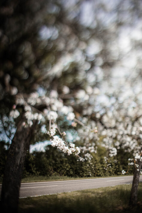 TTArtisan 50mm 1.4 Tilt Test - Review und Erfahrungsbericht 13