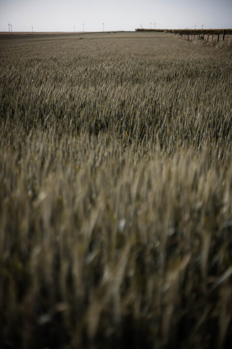 Canon RF 50mm 1.8 STM Test - top Einsteiger Festbrennweite 25