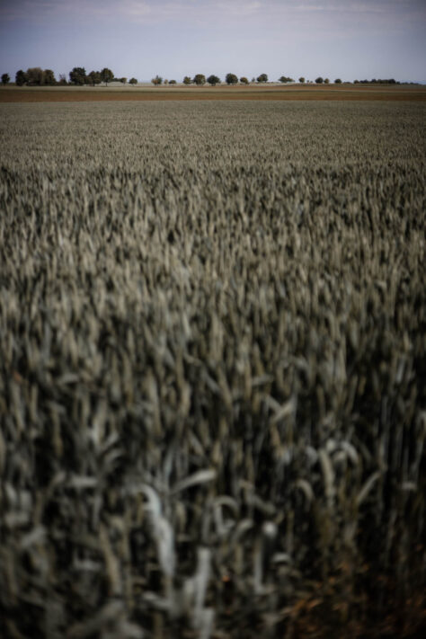 Canon RF 50mm 1.8 STM Test - top Einsteiger Festbrennweite 23